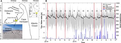 Seasonal and Spatial Production Patterns of Dissolved Inorganic Carbon and Total Alkalinity in a Shallow Beach Aquifer